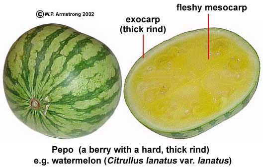Hầu hết mọi người đều nghĩ dưa hấu là trái cây vì chúng rất mọng nước và ngọt.