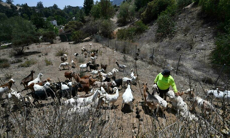 California hoan nghênh chăn thả dê để chống cháy rừng. Ảnh: AFP.